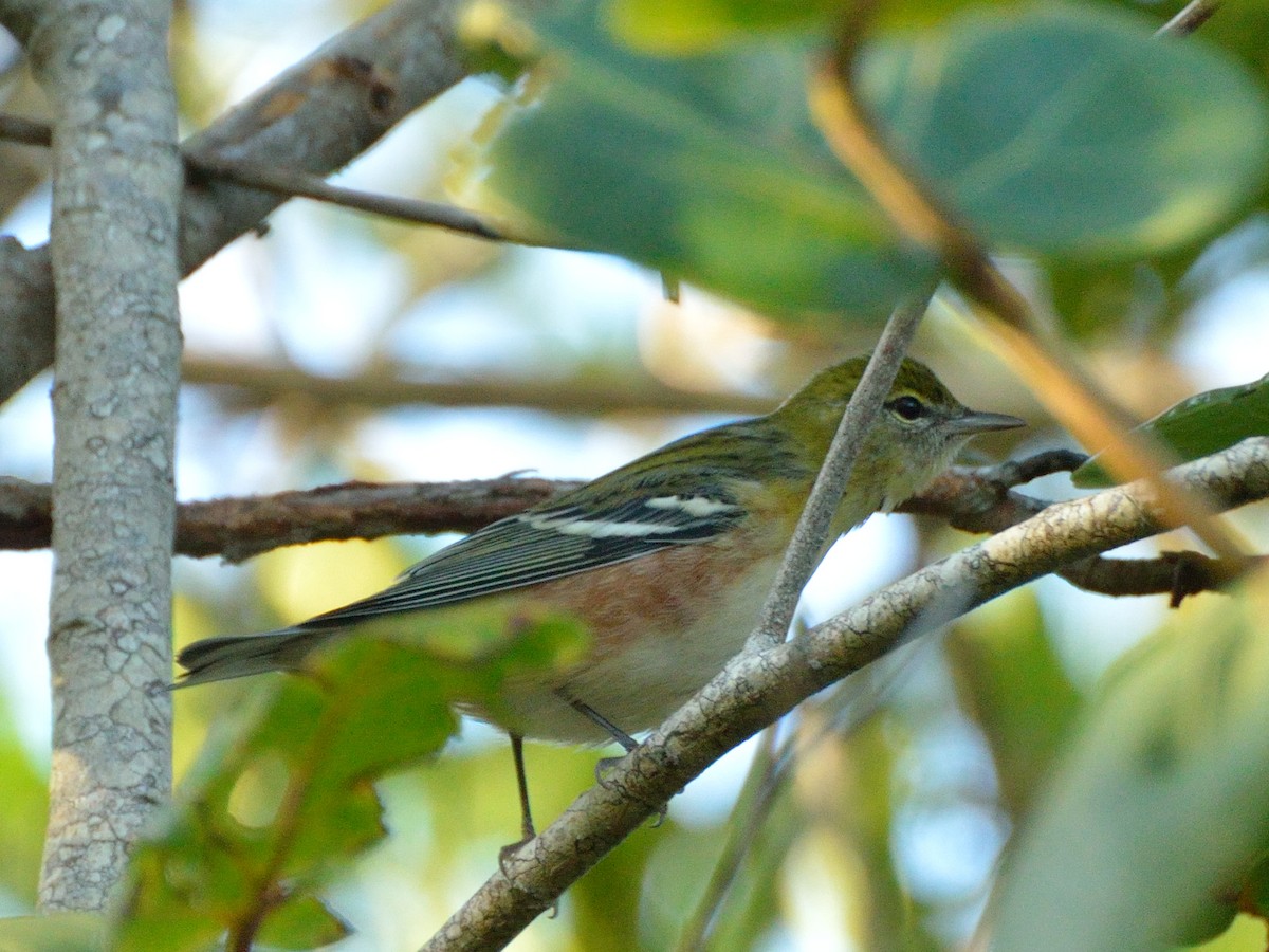 Bay-breasted Warbler - ML182616561