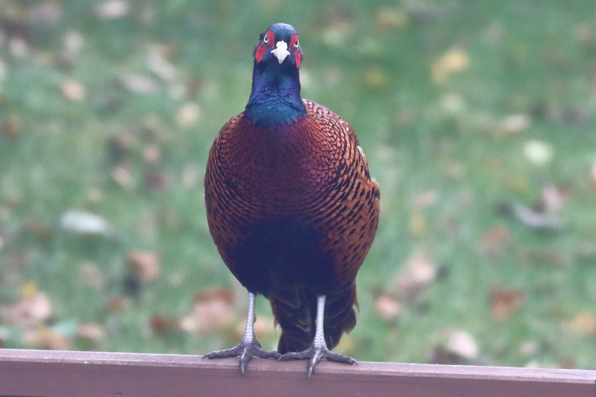 Ring-necked Pheasant - ML182616931