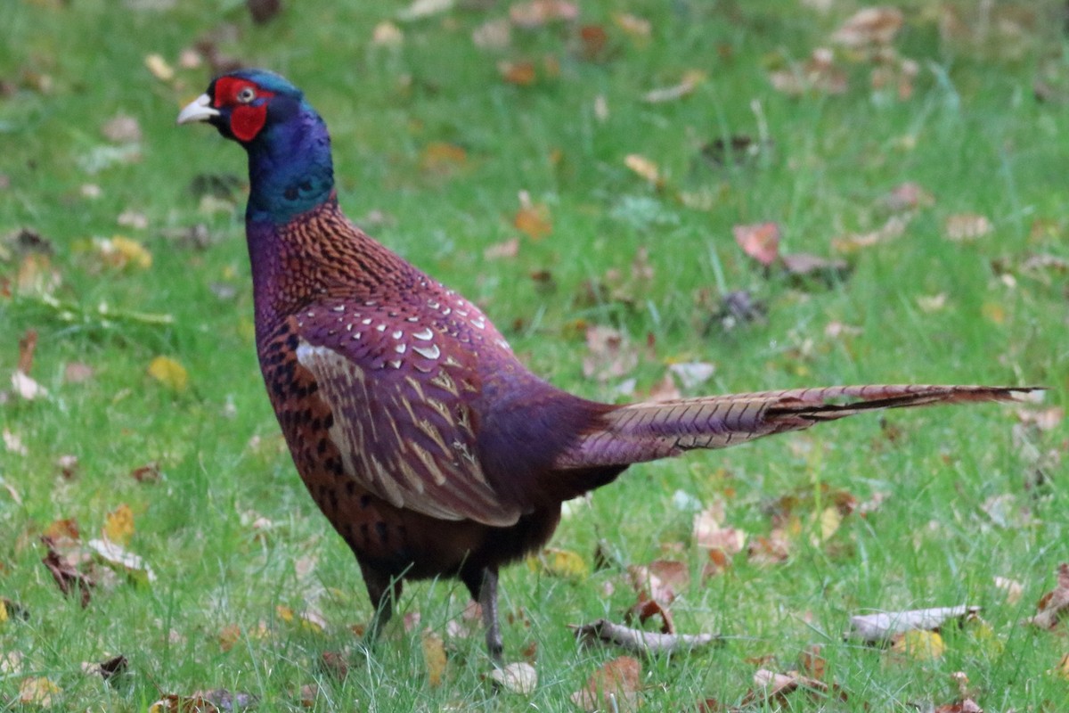 Ring-necked Pheasant - ML182616981