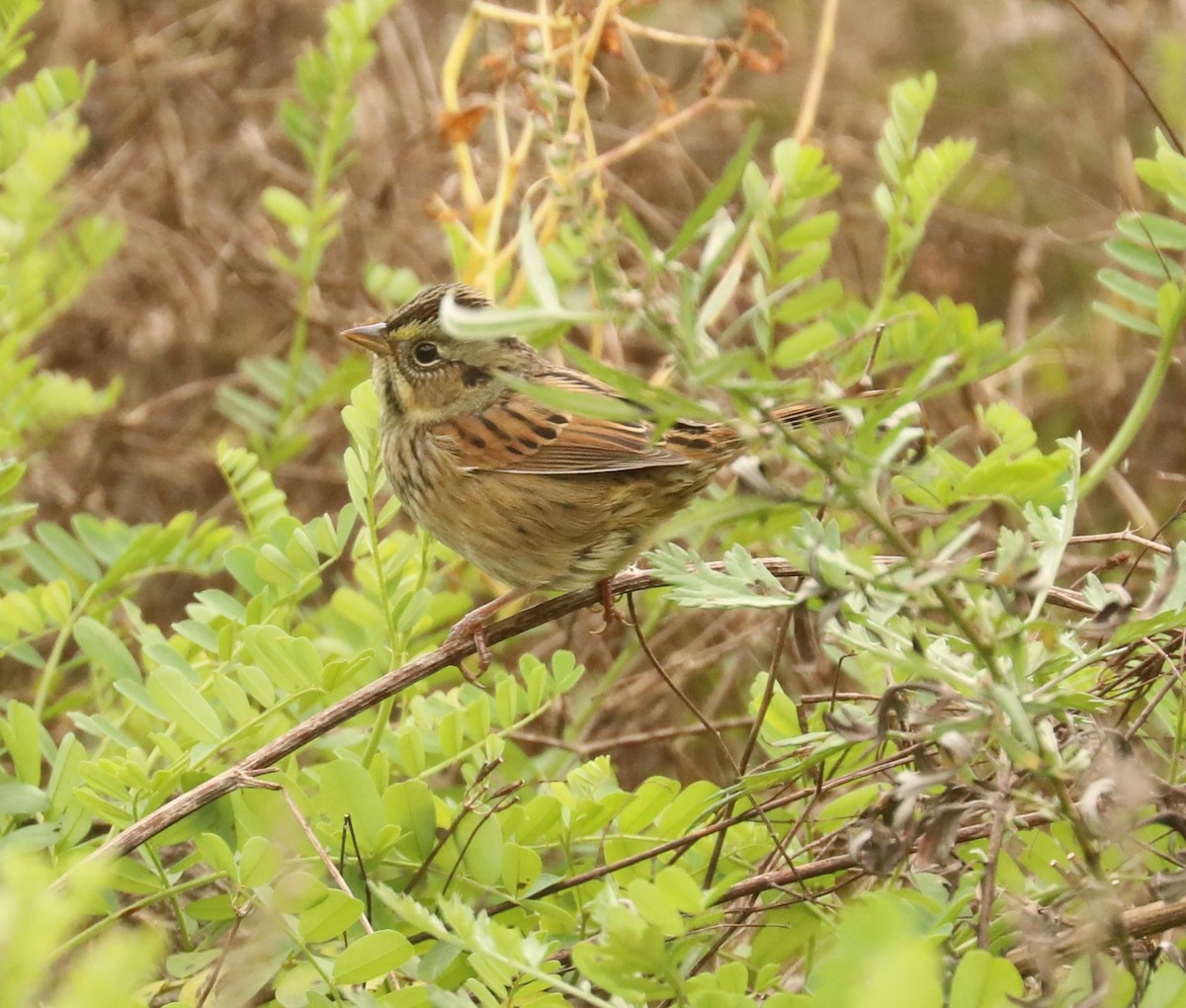 Swamp Sparrow - Wendy Howes