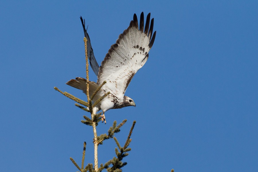 Red-tailed Hawk (Harlan's) - ML182617831