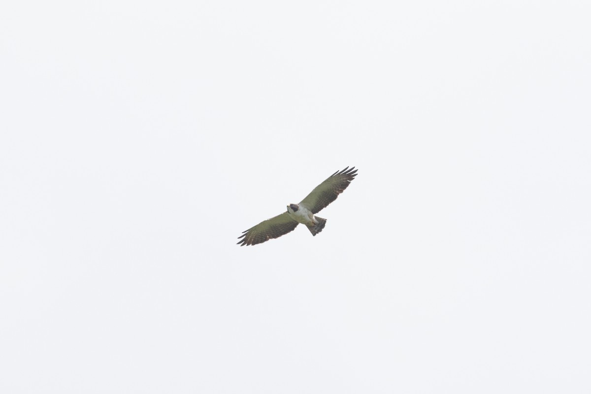 Short-tailed Hawk - ML182622251