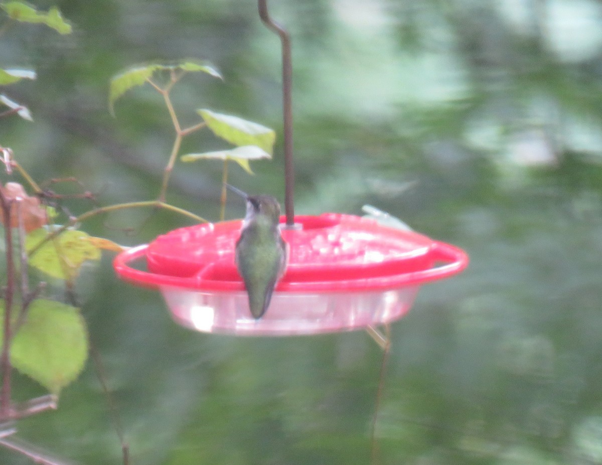 Ruby-throated Hummingbird - ML182627771
