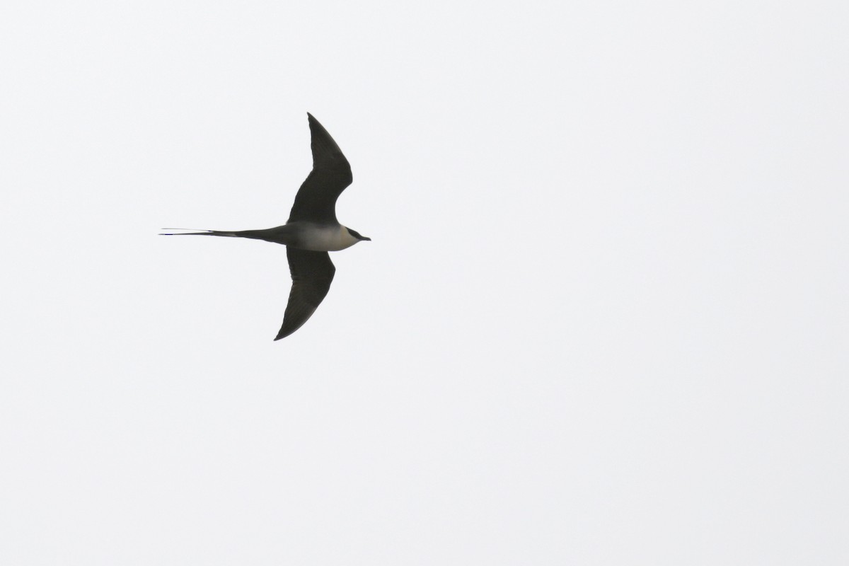 Long-tailed Jaeger - ML182630131
