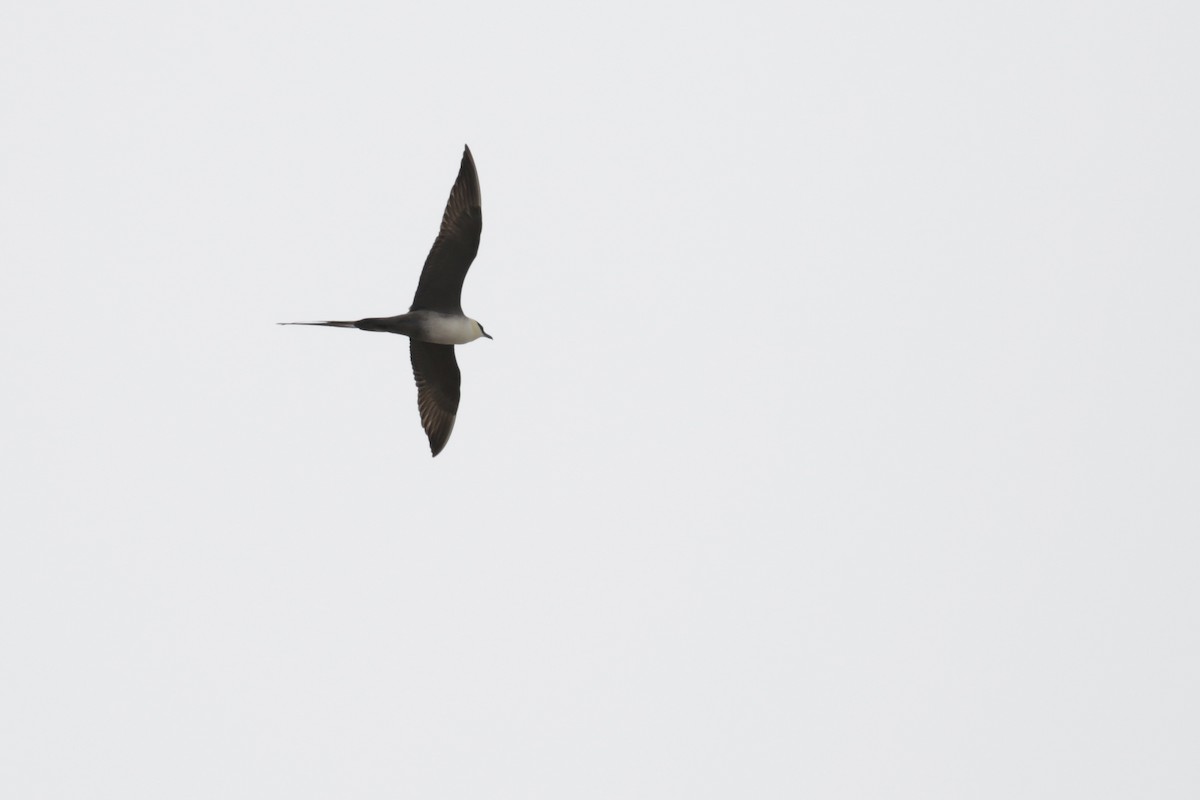 Long-tailed Jaeger - ML182630141