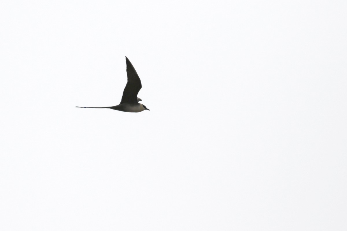Long-tailed Jaeger - ML182630151