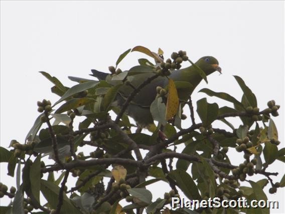 African Green-Pigeon - Scott Bowers
