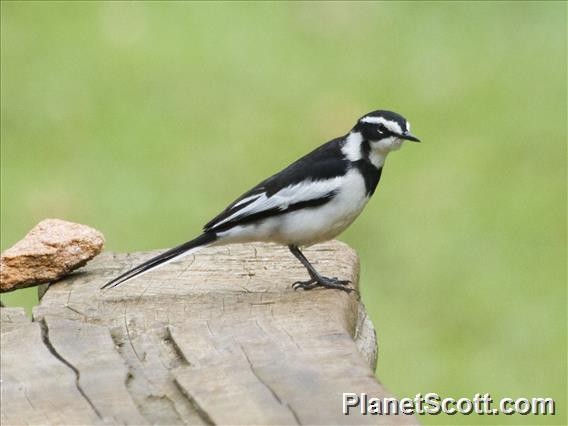 African Pied Wagtail - Scott Bowers