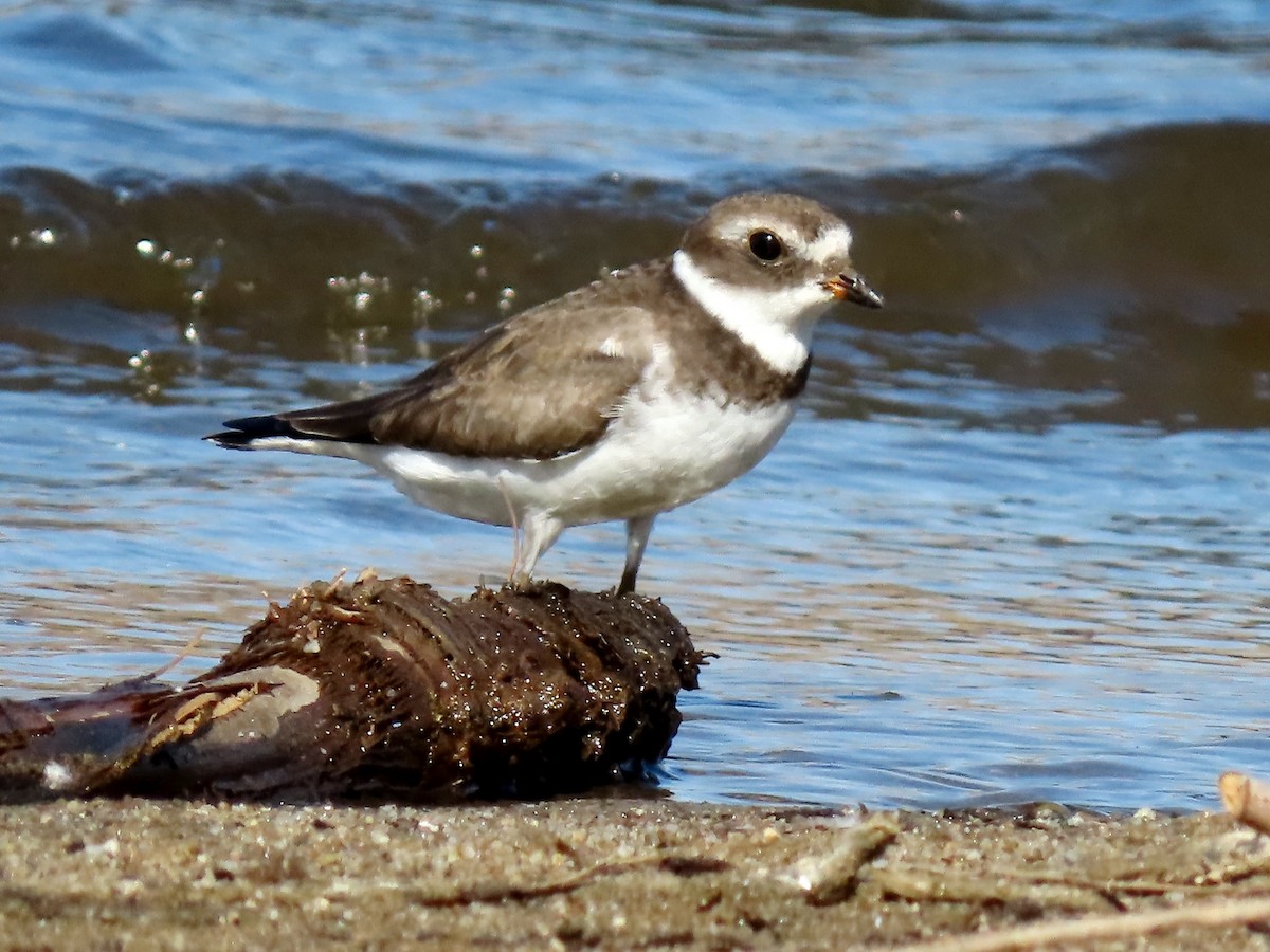 Semipalmated Plover - Kathryn McGiffen