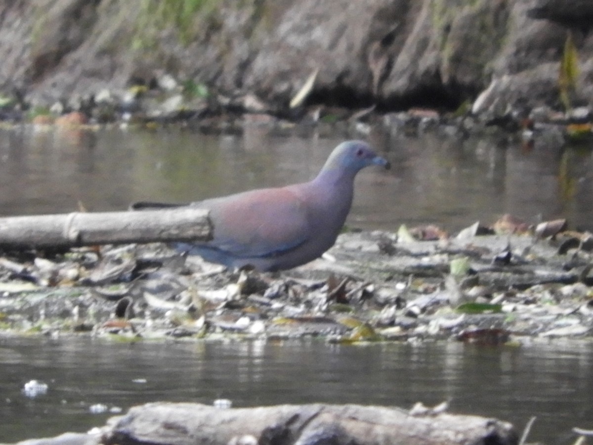 Pale-vented Pigeon - Silvia Enggist
