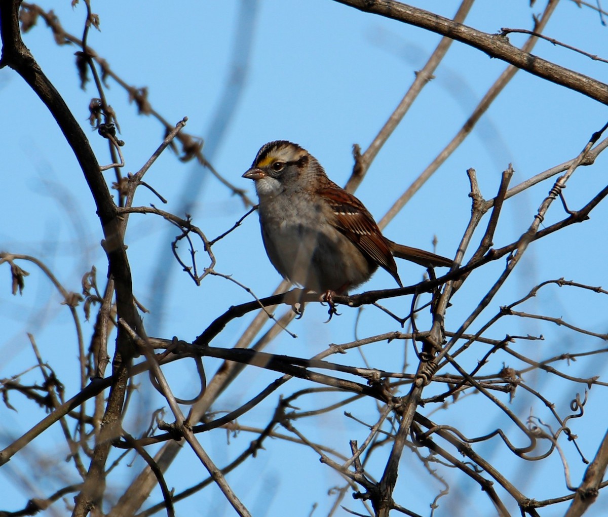 White-throated Sparrow - George Keller