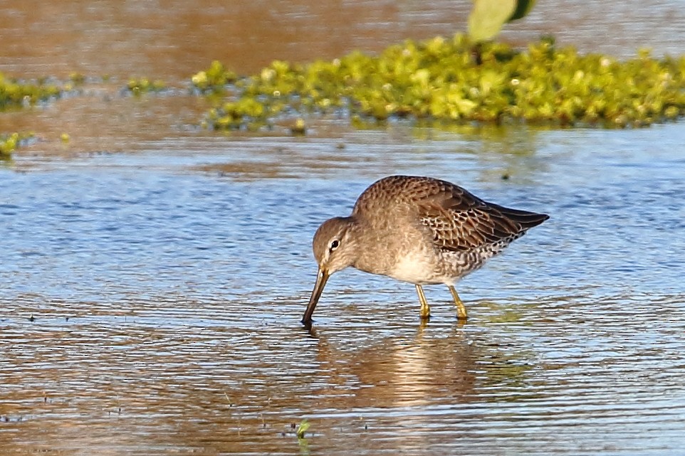 Long-billed Dowitcher - ML182653261