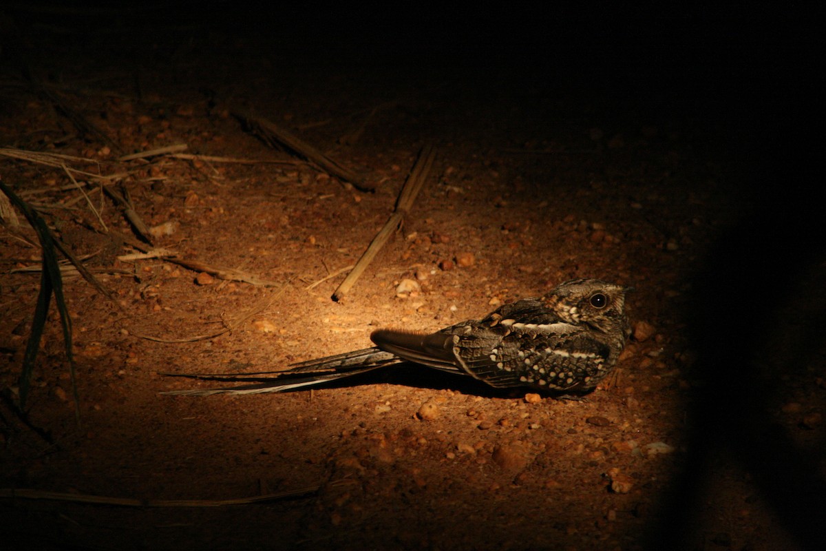 Scissor-tailed Nightjar - Juan martinez
