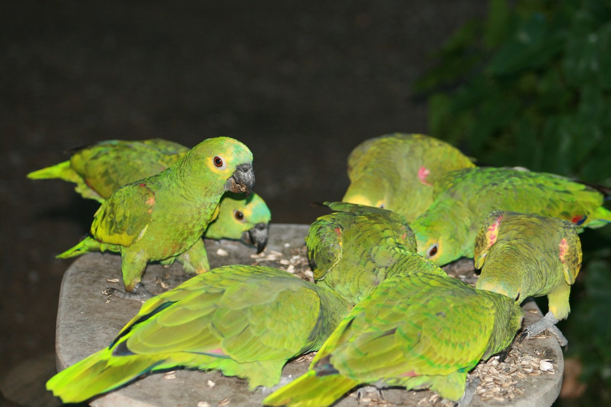 Turquoise-fronted Parrot - ML182657161