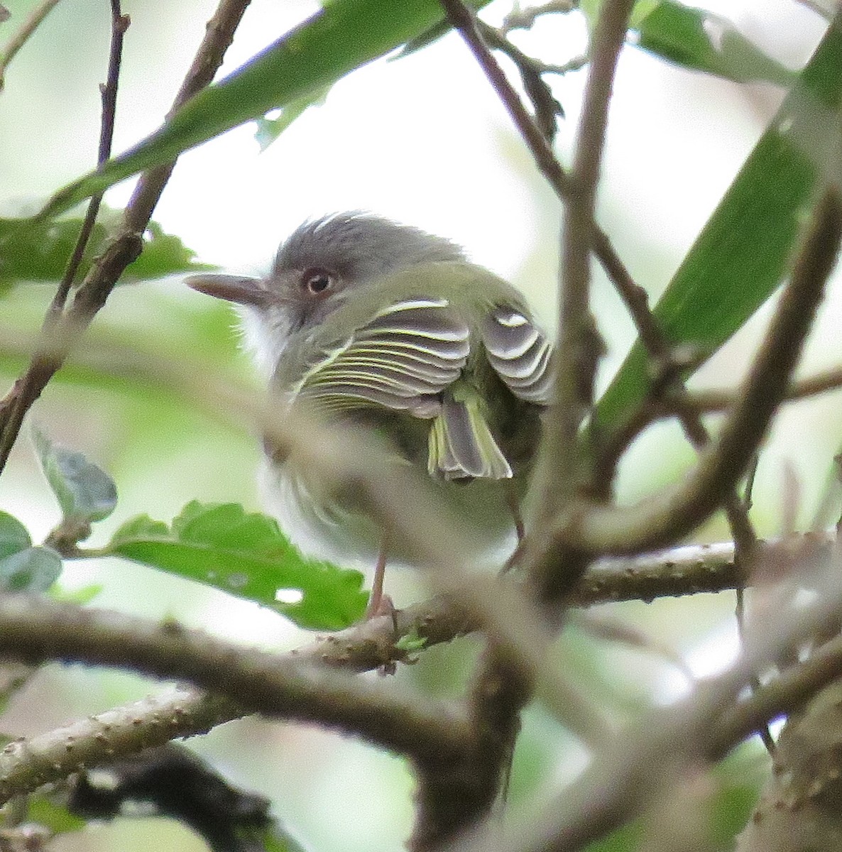 Pearly-vented Tody-Tyrant - ML182658231