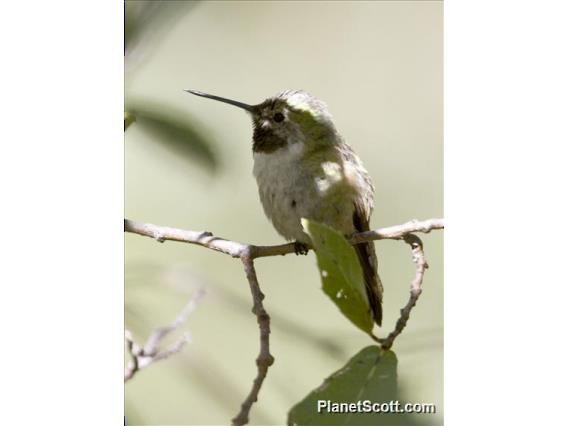 Bumblebee Hummingbird - Scott Bowers