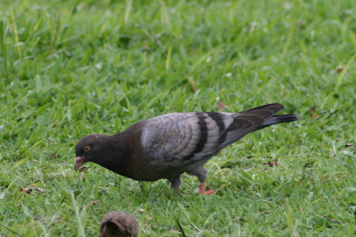 Rock Pigeon (Feral Pigeon) - Juan martinez