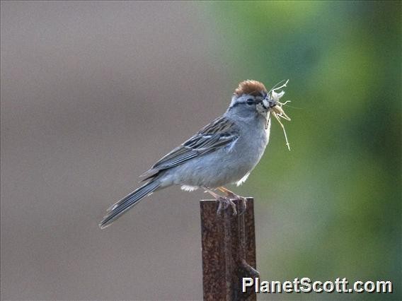 Chipping Sparrow - Scott Bowers