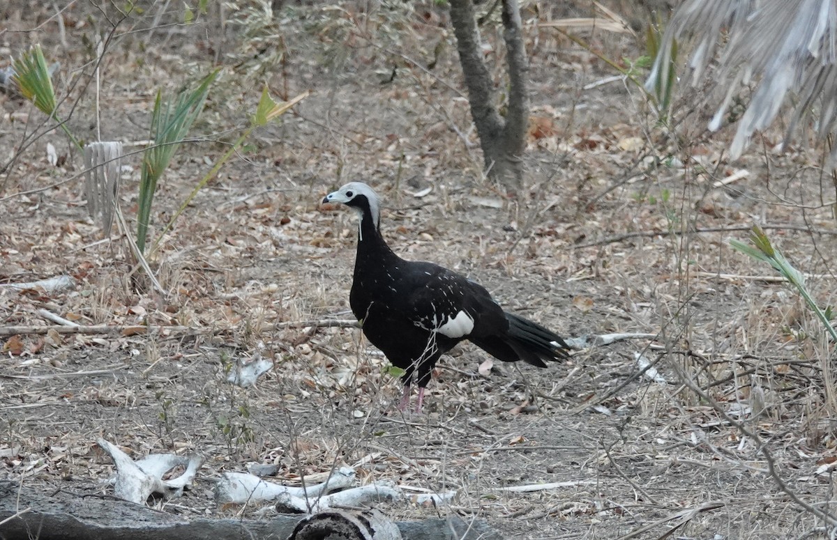 White-throated Piping-Guan - ML182667651