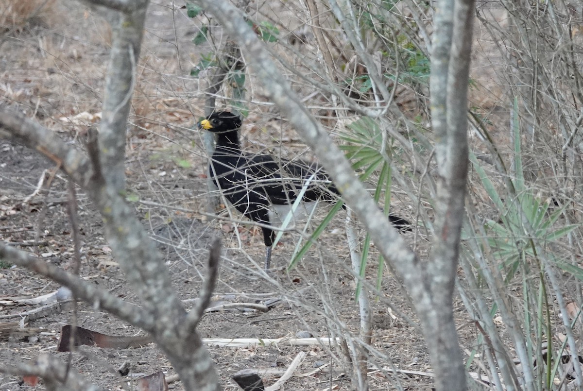 Bare-faced Curassow - ML182667871