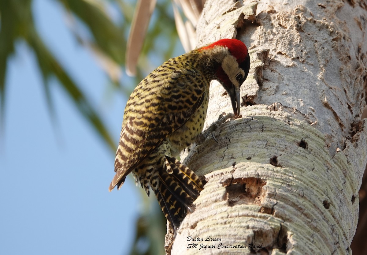 Green-barred Woodpecker - Duston Larsen