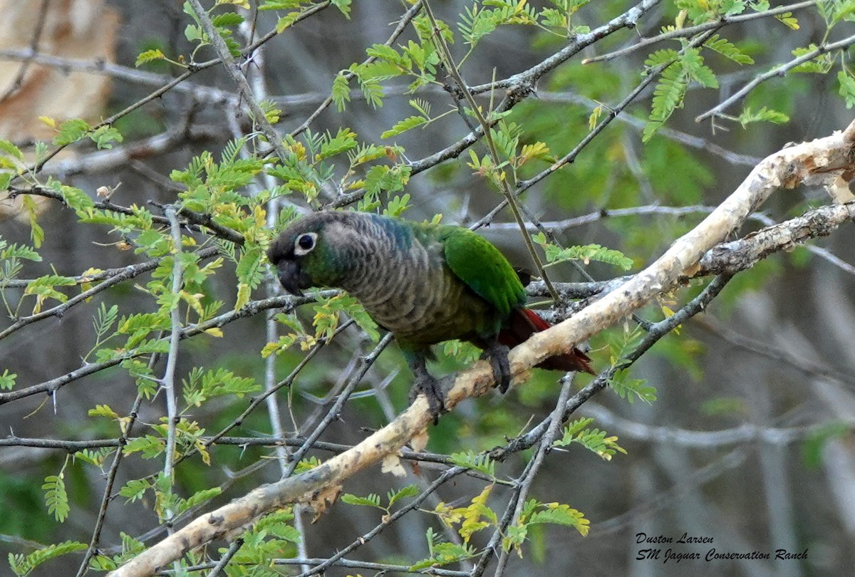 Green-cheeked Parakeet - Duston Larsen