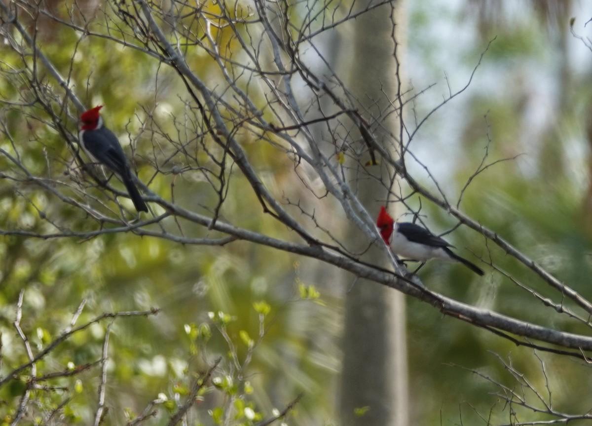 Red-crested Cardinal - Duston Larsen