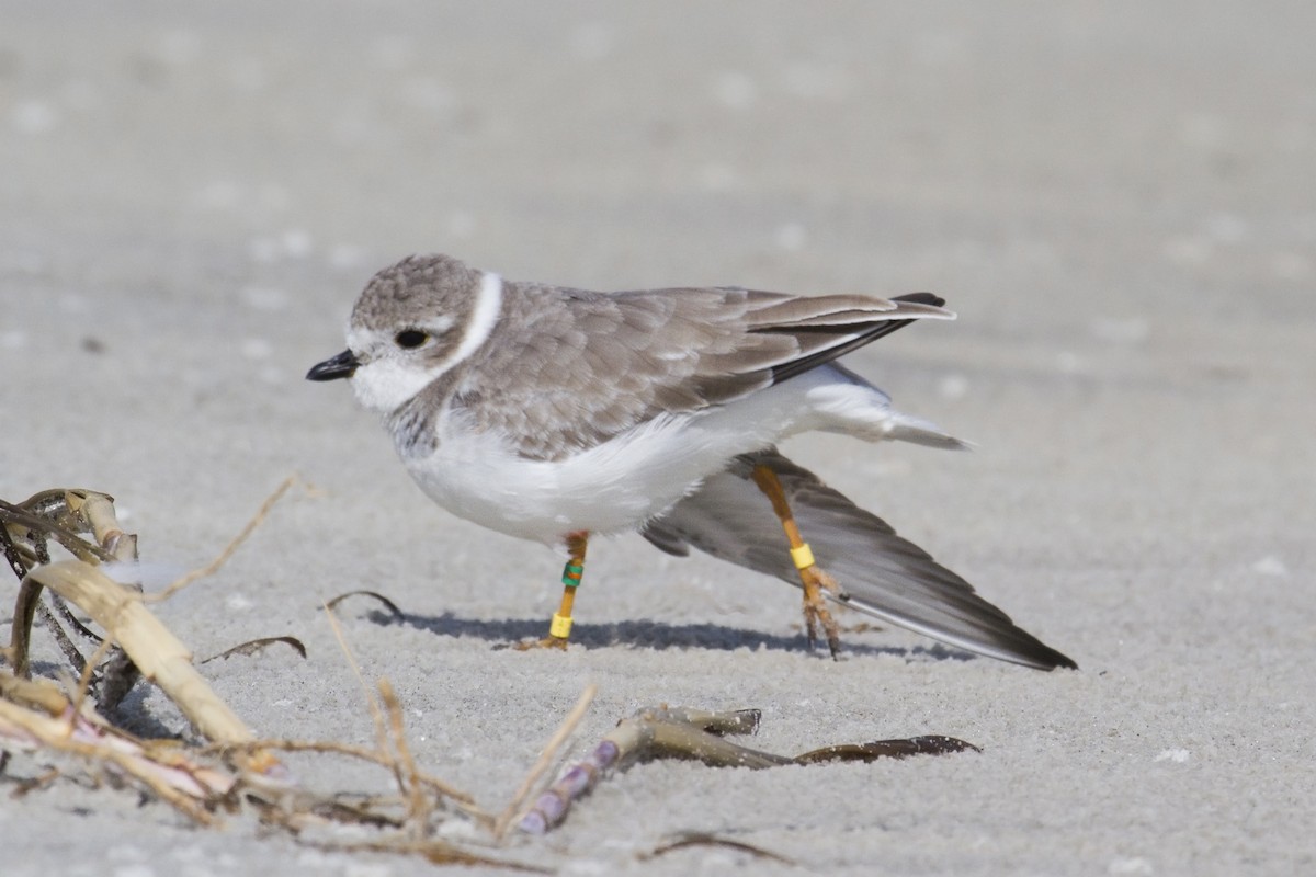 Piping Plover - Liam Wolff