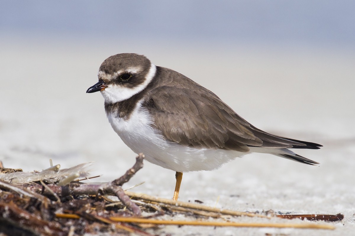 Semipalmated Plover - Liam Wolff