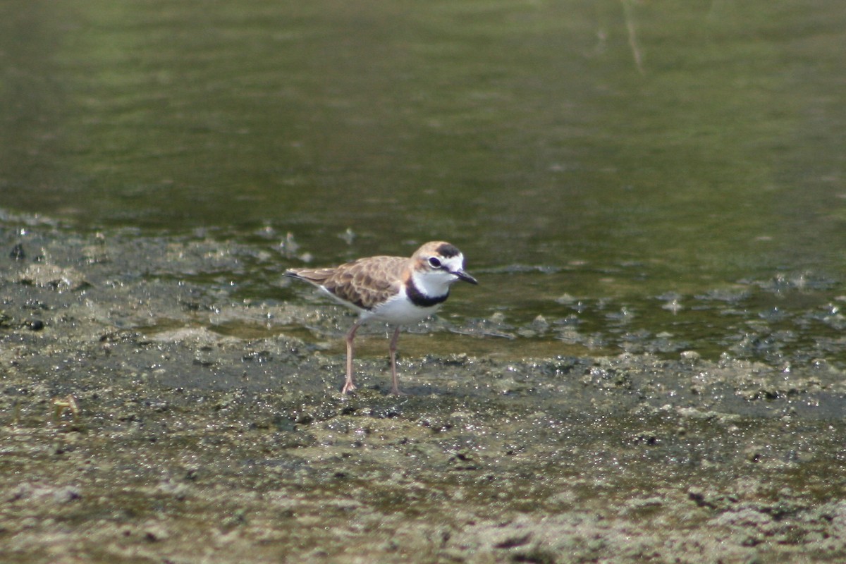 Collared Plover - ML182671931