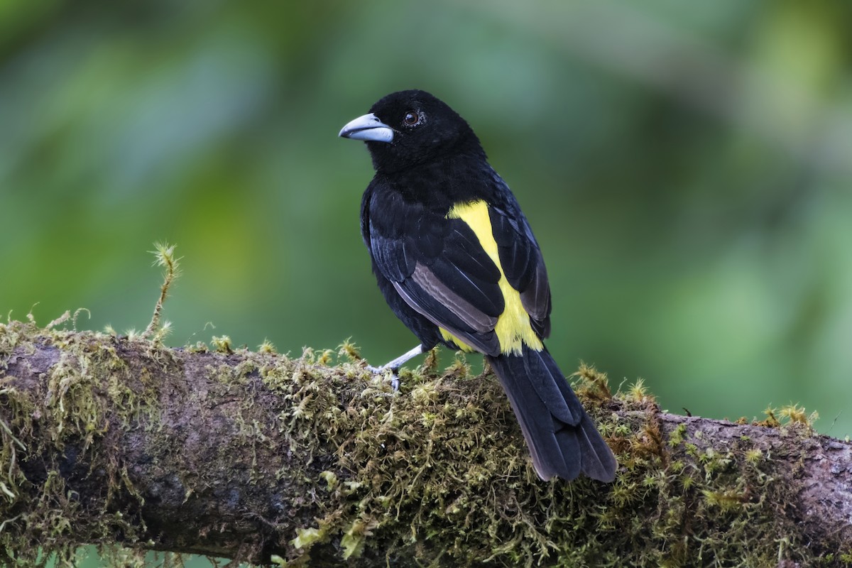 Flame-rumped Tanager (Lemon-rumped) - ML182672211