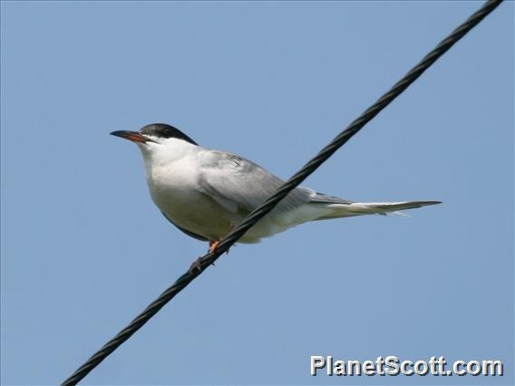 Common Tern - Scott Bowers