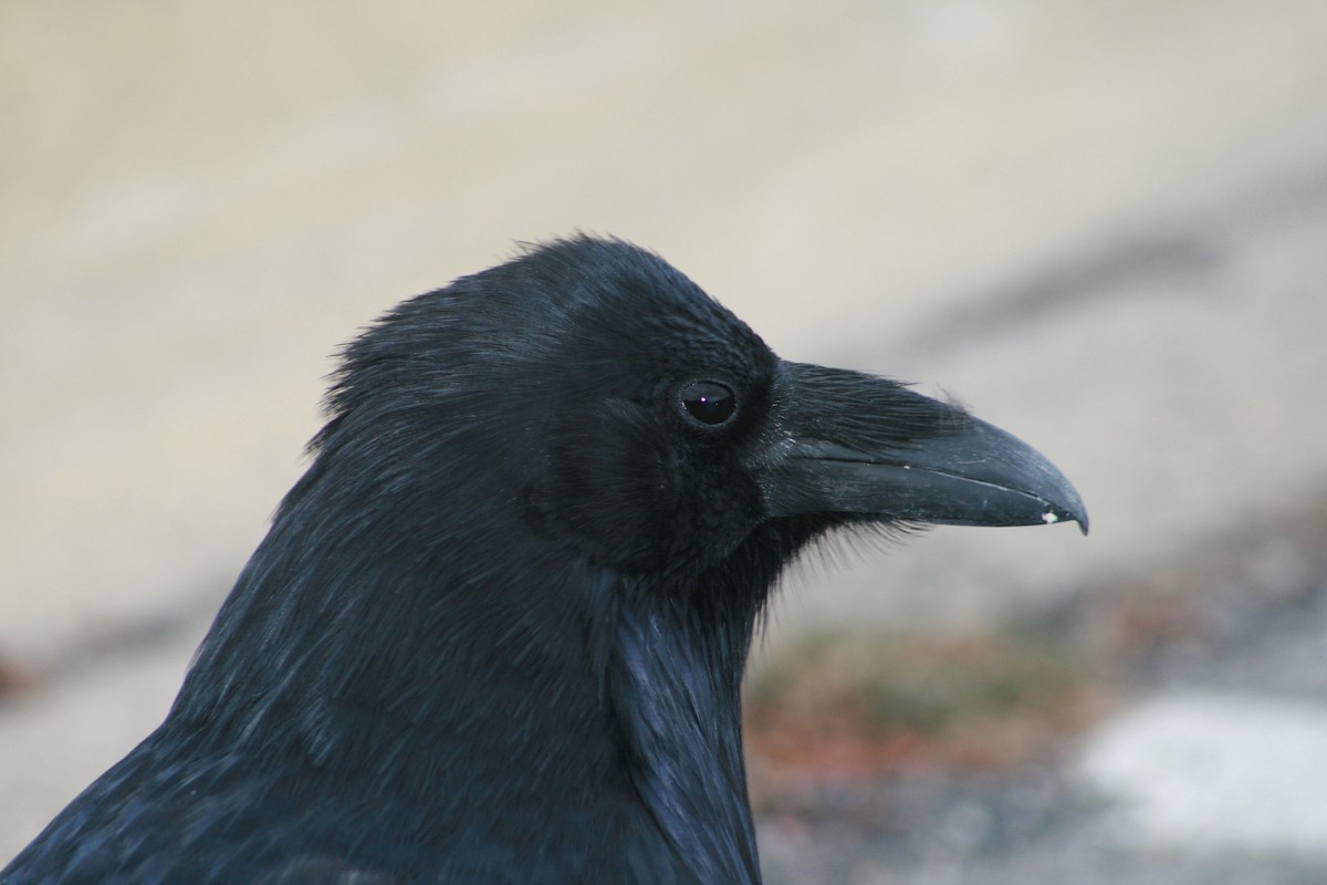 Common Raven - Juan martinez