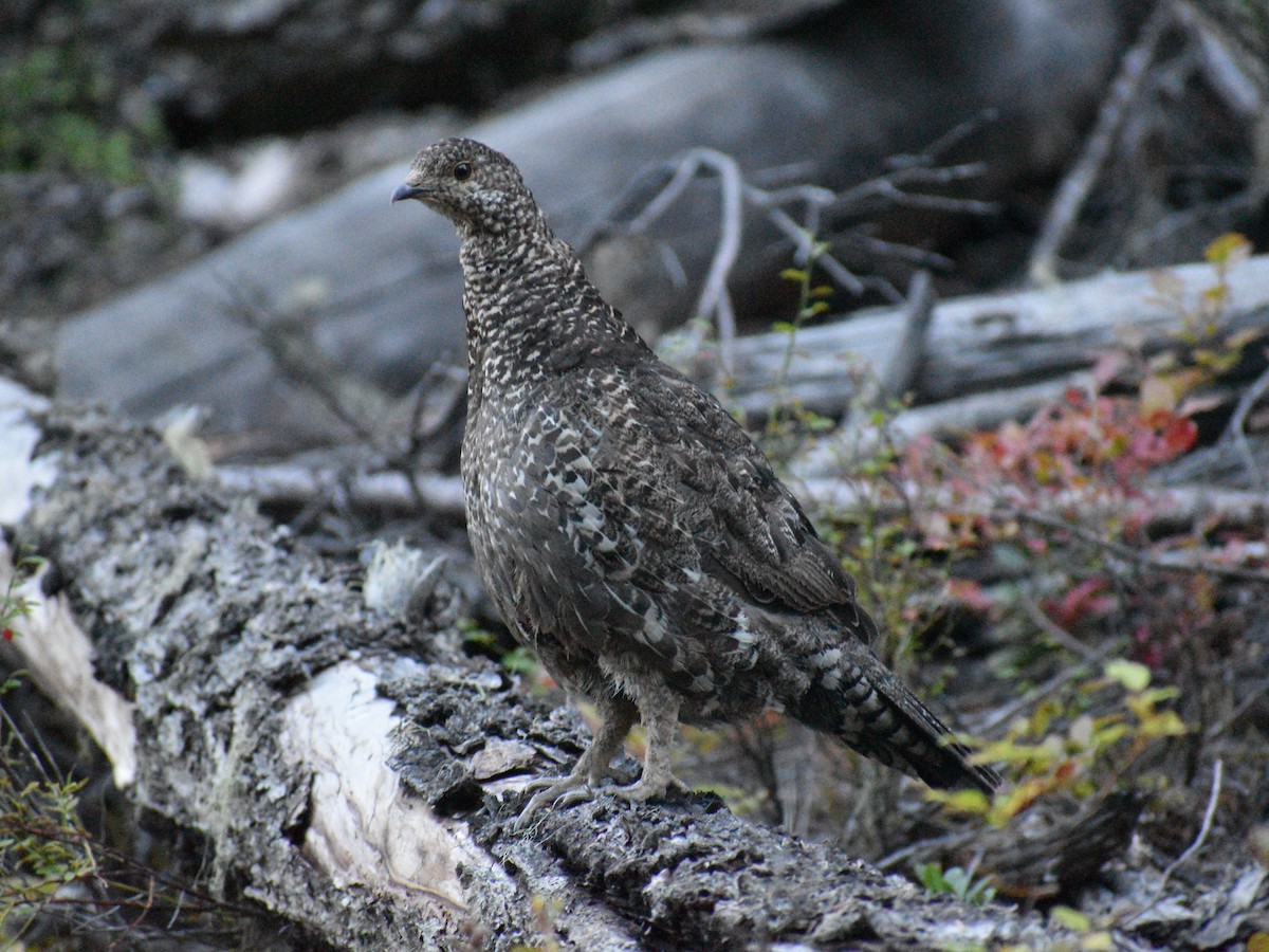 Sooty Grouse - Patrick McGill