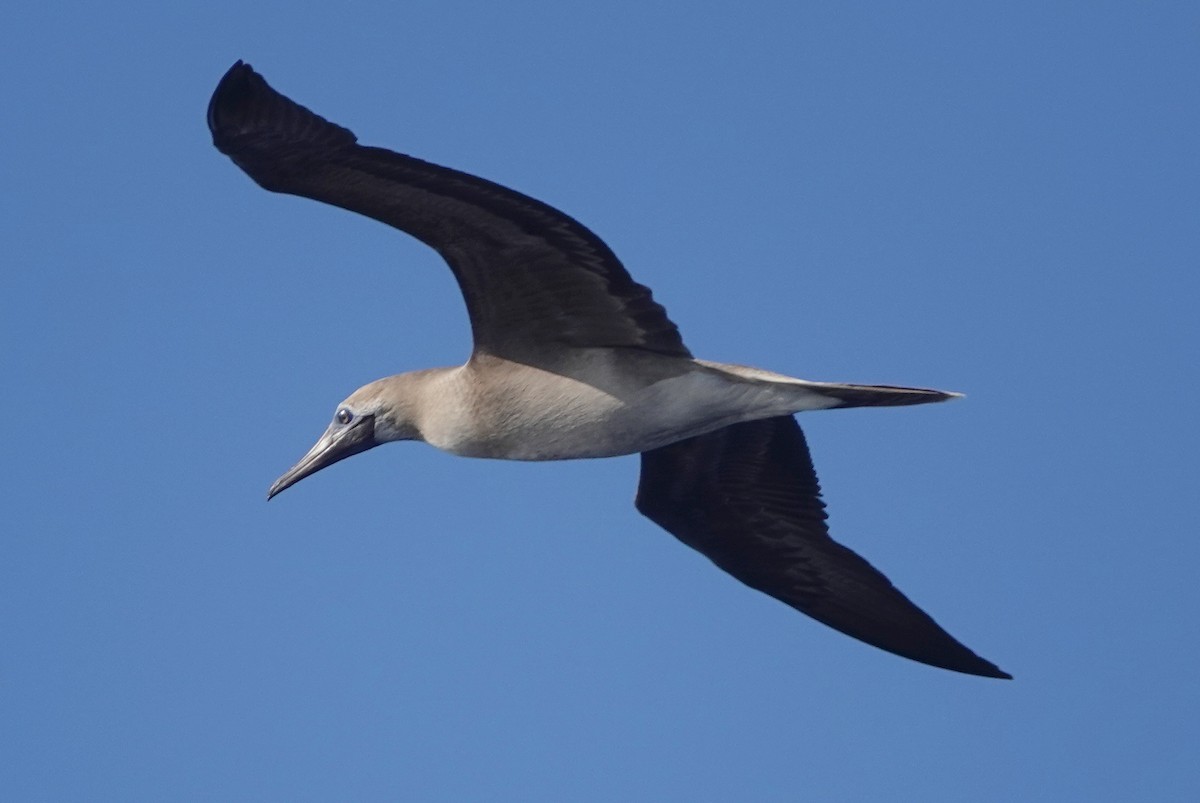 Red-footed Booby - Sue Hacking
