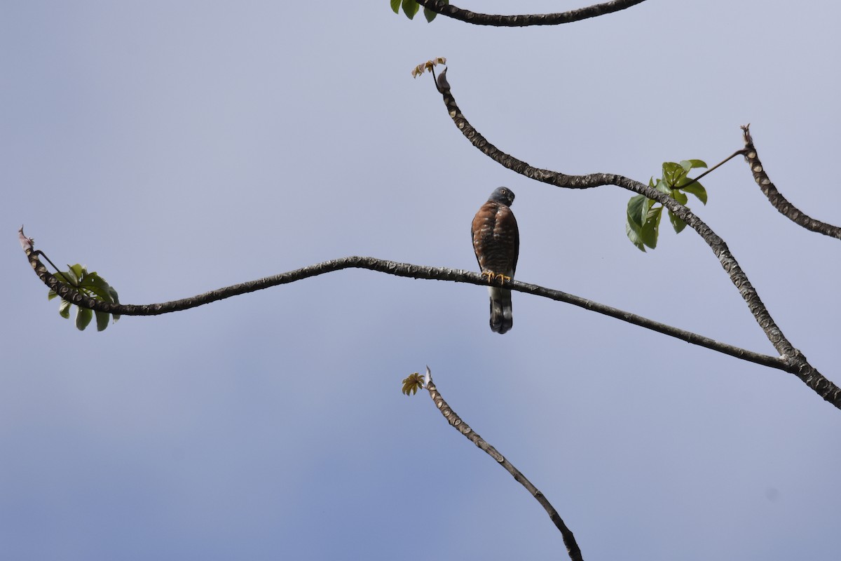 Double-toothed Kite - ML182676391