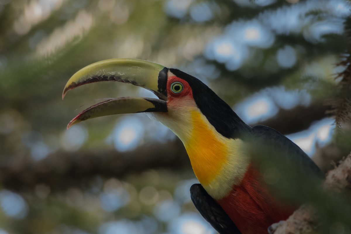 Red-breasted Toucan - ML182676551