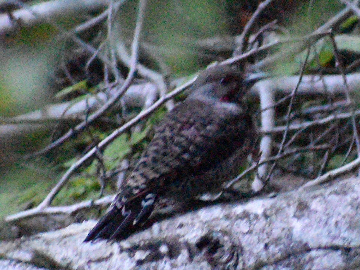 Northern Flicker (Red-shafted) - ML182676851