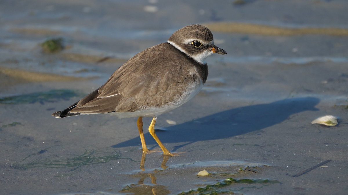 Semipalmated Plover - ML182677141