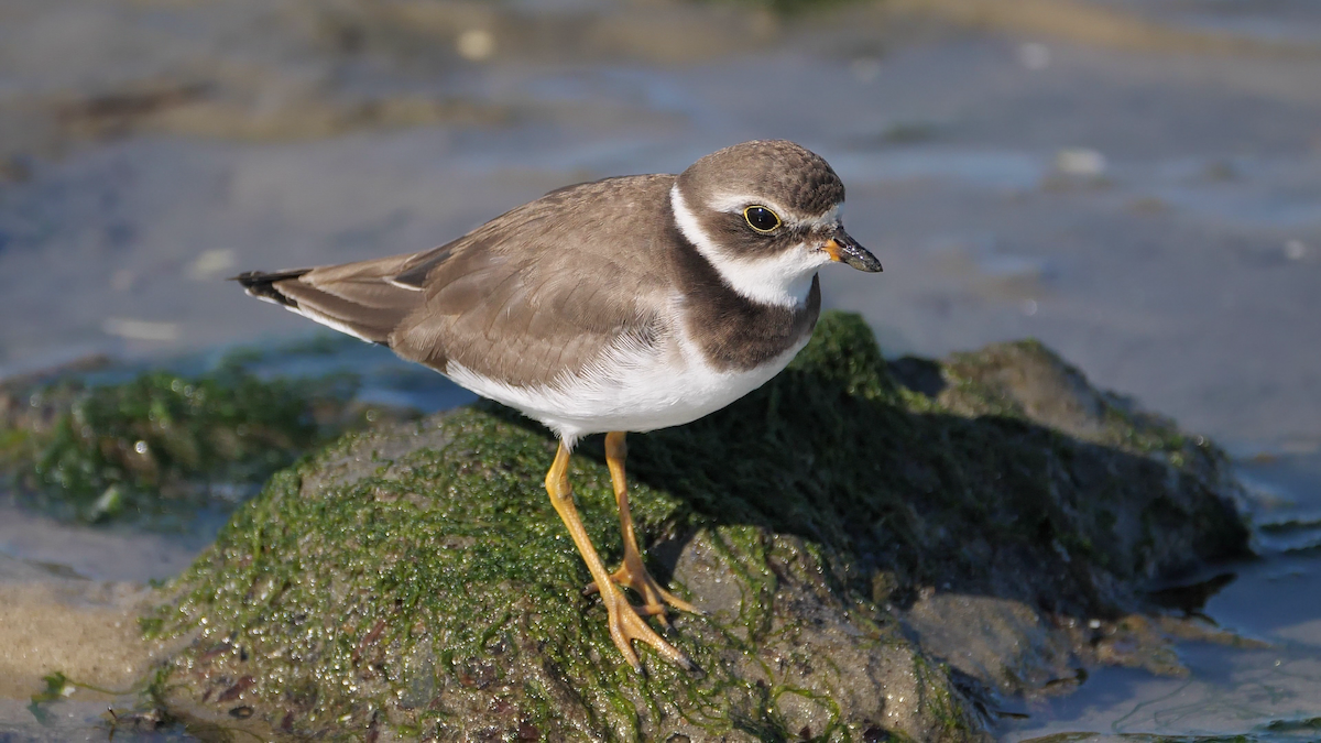Semipalmated Plover - ML182677161