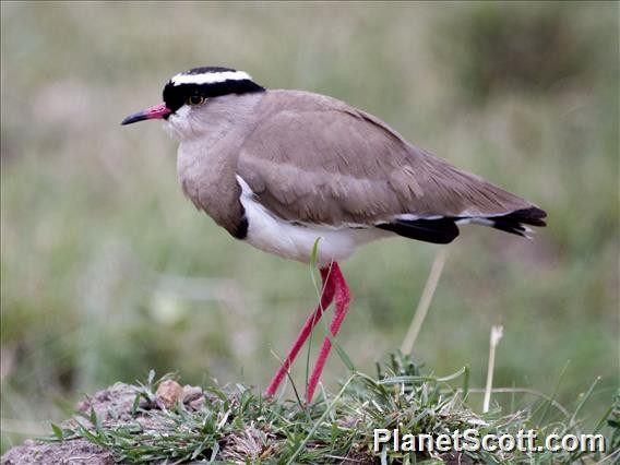 Crowned Lapwing - ML182677231