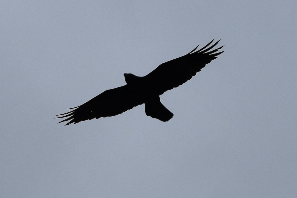 Common Raven - josh Ketry