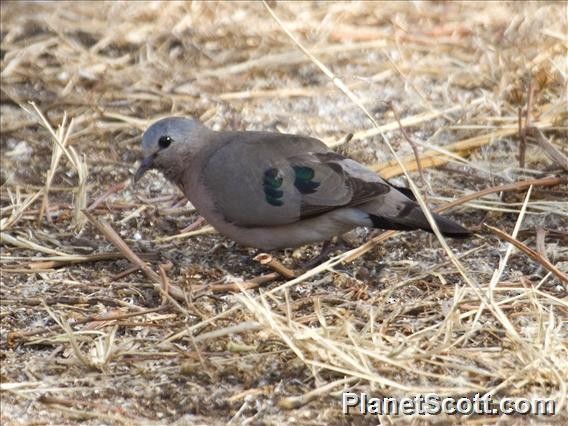Emerald-spotted Wood-Dove - Scott Bowers