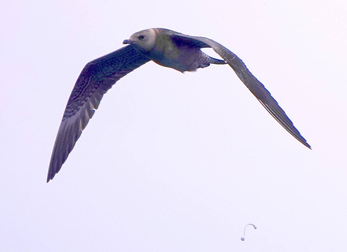 Long-tailed Jaeger - ML182686621