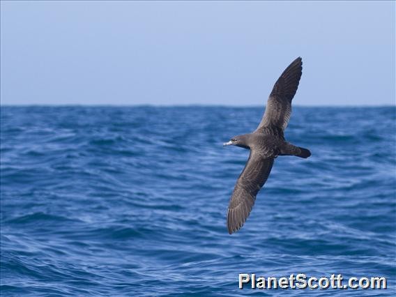 Flesh-footed Shearwater - ML182686821