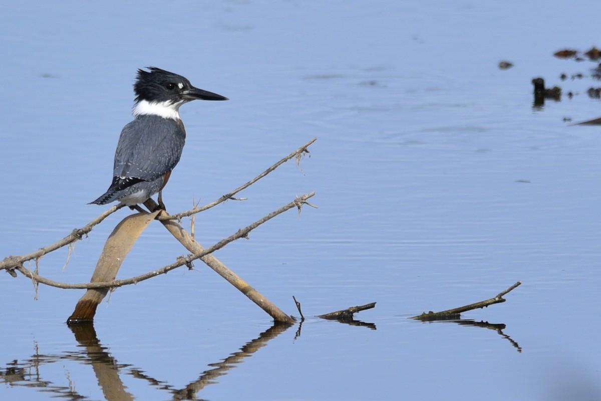 Belted Kingfisher - ML182688561