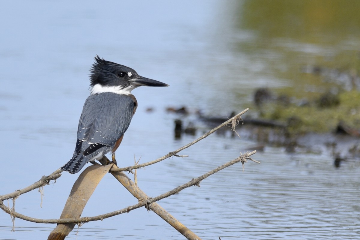 Belted Kingfisher - ML182688591
