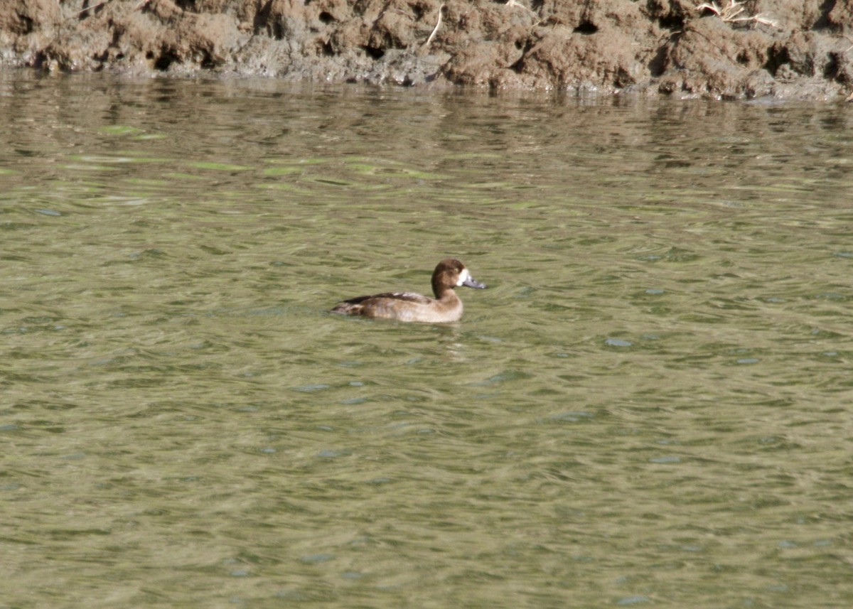 Greater Scaup - ML182688781