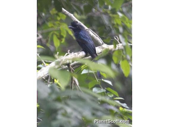 Greater Racket-tailed Drongo - Scott Bowers
