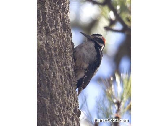 Hairy Woodpecker - ML182697081
